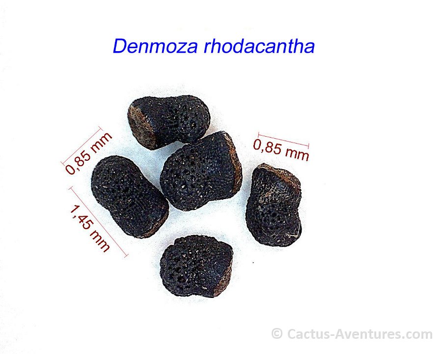 Denmoza rhodacantha